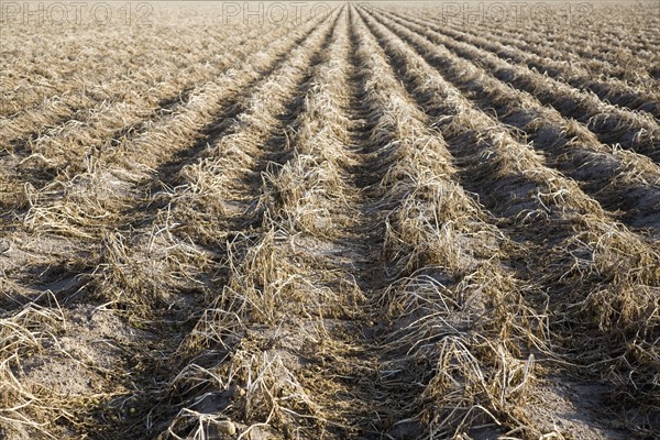 Potato field awaiting harvesting. Colorado, USA.
Photo : Maisie Paterson