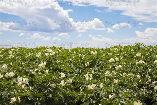 Flowering potato plants. Colorado, USA.
Photo : Maisie Paterson