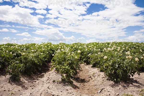 Field of potatoes. Colorado, USA.
Photo : Maisie Paterson