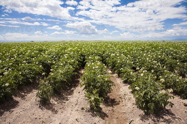 Field of potatoes. Colorado, USA.
Photo : Maisie Paterson