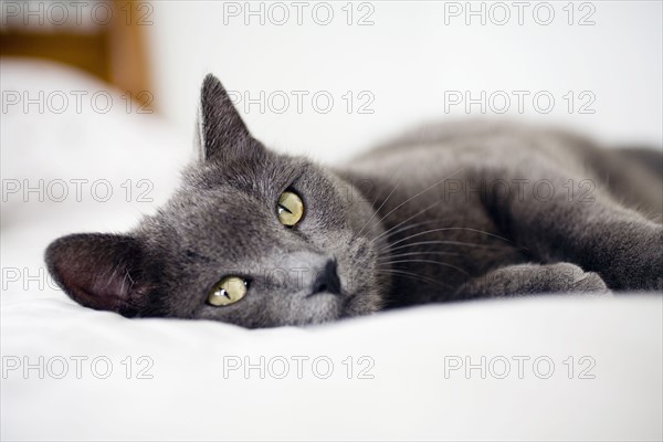 Close-up of gray cat.
Photo : Maisie Paterson