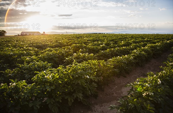 Sunset over potato field. Colorado, USA.
Photo : Maisie Paterson