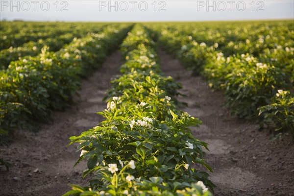 Field of potatoes. Colorado, USA.
Photo : Maisie Paterson