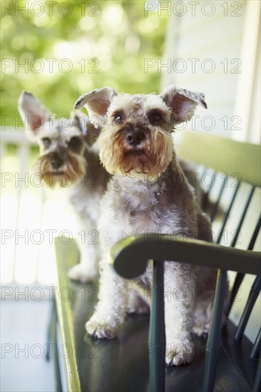 Two schnauzers sitting on bench. New York, NY.
Photo : Kelly