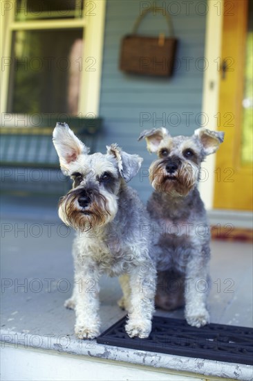 Two schnauzers sitting on porch. New York, NY.
Photo : Kelly