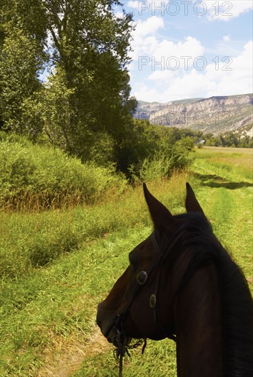 Close-up of horse's head on meadow. Colorado, USA.
Photo : Kelly