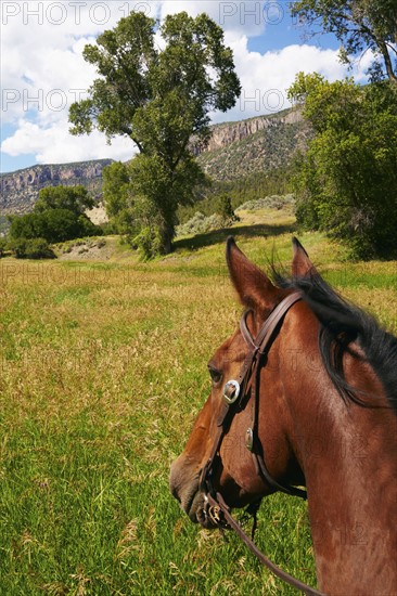 Close-up of horse's head on meadow. Colorado, USA.
Photo : Kelly