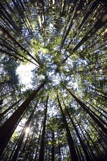 Low angle view of hemlock grove. British Columbia, Canada.
Photo : Kelly