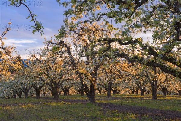 Blooming orchard, Hood River. Hood River, Oregon, USA.
Photo : Gary Weathers