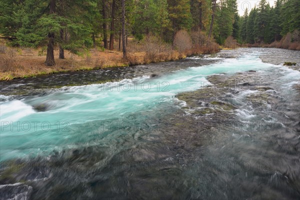 View of wilderness, Metolius River. Metolius River, Oregon, USA.
Photo : Gary Weathers