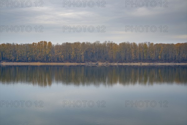 Forest reflecting in tranquil water. Columbia River, Oregon, USA.
Photo : Gary Weathers