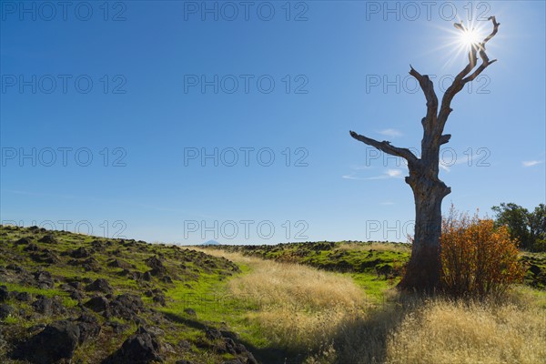 Dead tree next to field on sunny day. Medford, Oregon, USA.
Photo : Gary Weathers