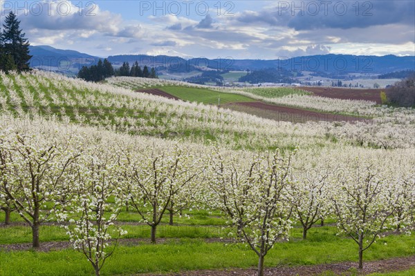 Orchard during springtime, Hood River. Hood River, Oregon, USA.
Photo : Gary Weathers