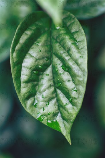 Raindrops on leaves.
Photo : Kristin Lee