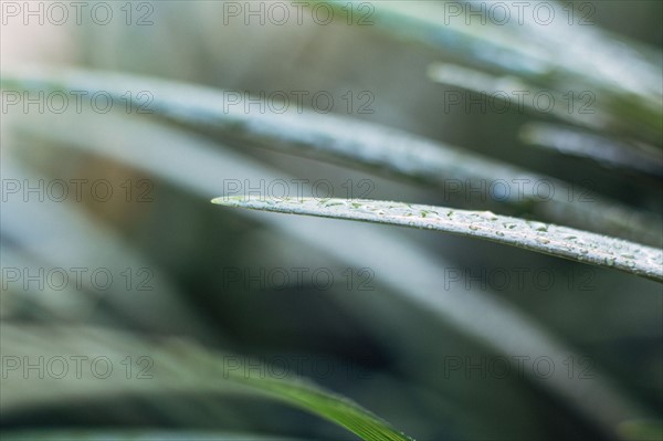 Raindrops on blade of grass.
Photo : Kristin Lee