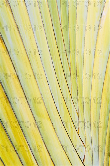 Close-up of palm leaf.
Photo : Kristin Lee