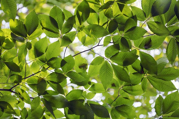 Sunlight behind leaves.
Photo : Kristin Lee