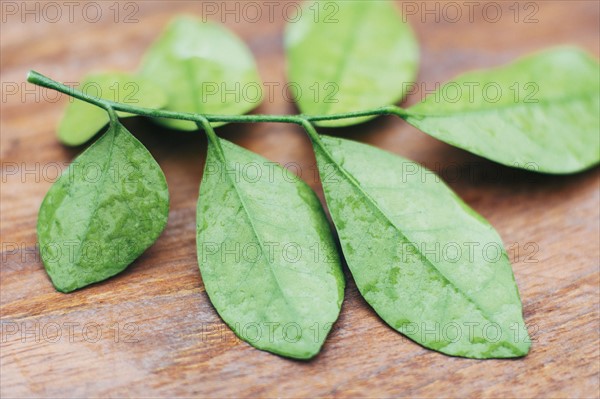 Wet leaves on wooden table.
Photo : Kristin Lee