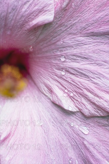 Close-up of wet hibiscus flower.
Photo : Kristin Lee