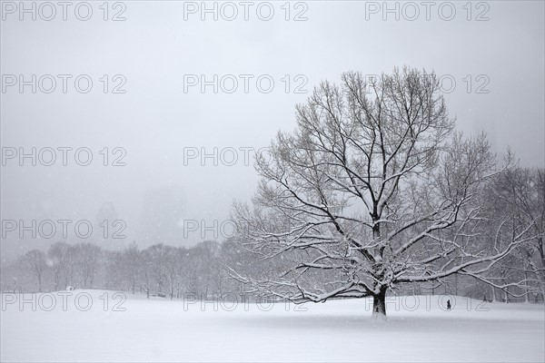 Tree in park at winter.
Photo :  Winslow Productions