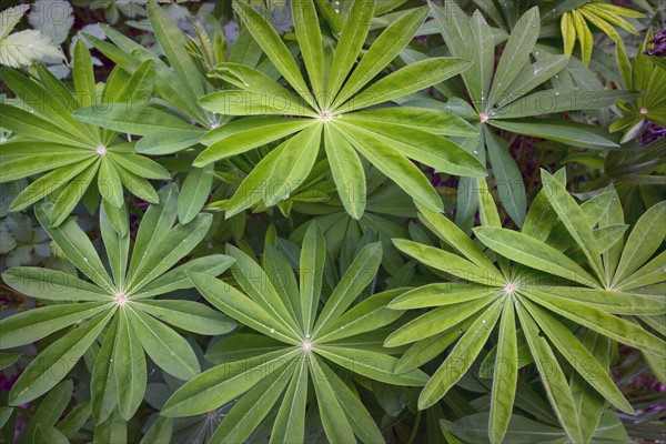 Close up of lupine leaves.
Photo : Gary Weathers