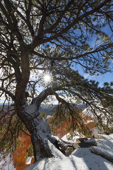 View of pine tree in Bryce Canyon.
Photo : Gary Weathers