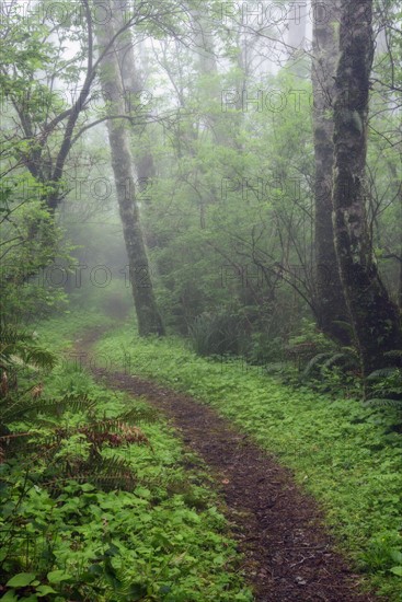 Footpath in forest.
Photo : Gary Weathers