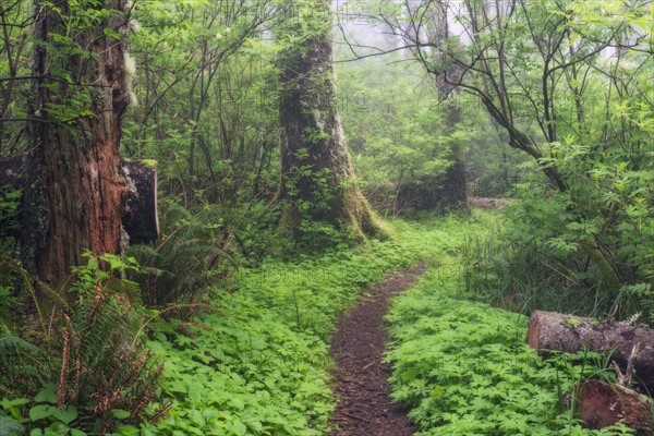 Footpath in forest.
Photo : Gary Weathers