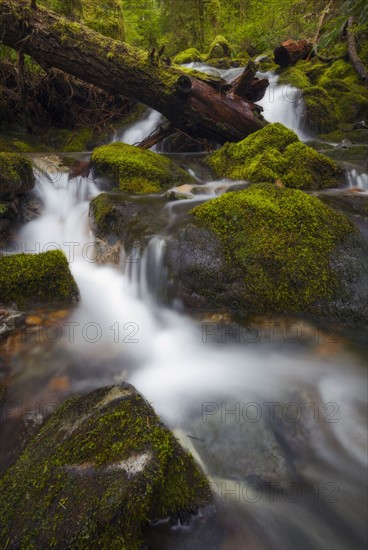 Stream in forest.
Photo : Gary Weathers