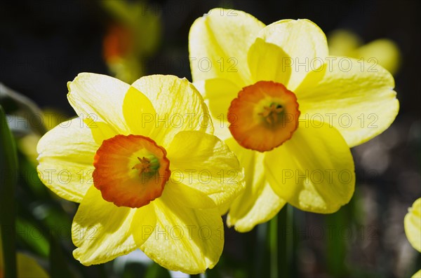Close-up view of yellow daffodils.
Photo : Tetra Images