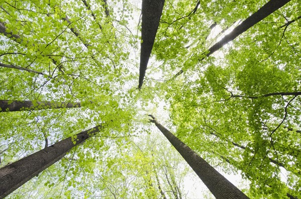 View of tall trees.
Photo : Tetra Images