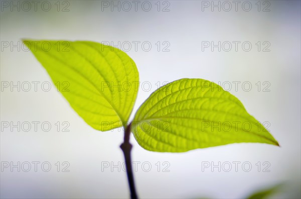 Close-up of dogwood's plant.
Photo : Tetra Images