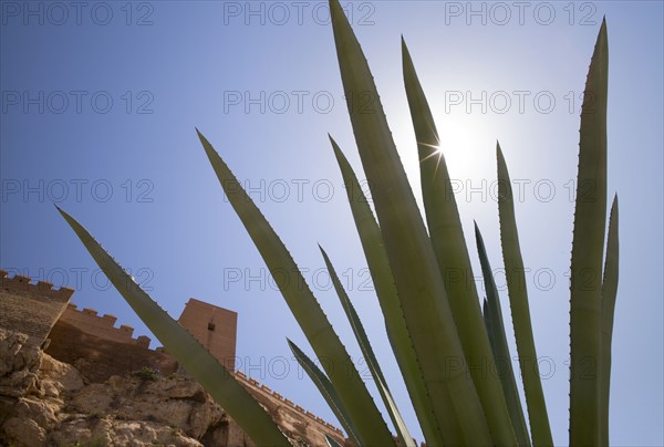 Agave plant. Almeria, Spain.