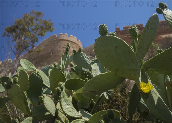 Cacti against fortified wall. Almeria, Spain.