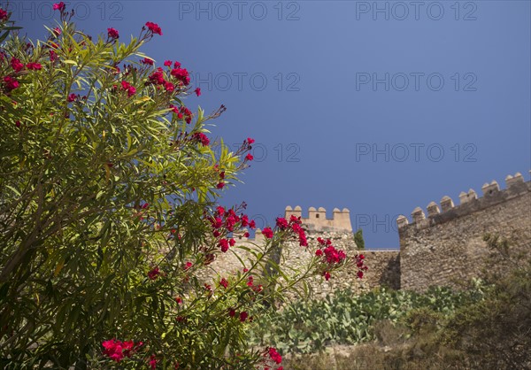 Flowering plant against fortified wall. Almeria, Spain.