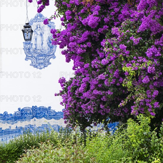 Purple flowers in front of tiled Santa Luzia Church facade. Lisbon, Portugal.