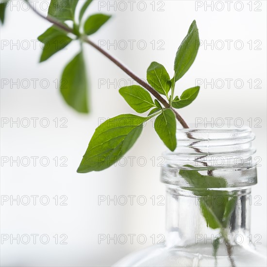 Oregano in bottle.