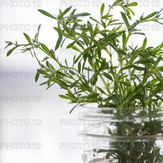 Rosemary in jar.