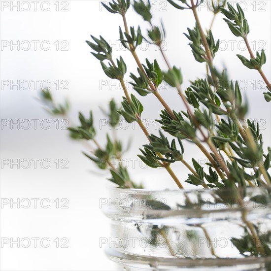 Thyme in jar.