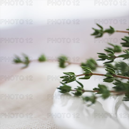 Thyme on plate.