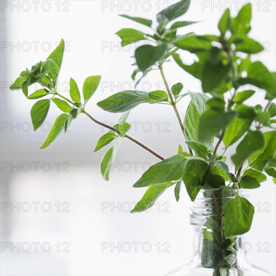 Oregano in bottle.