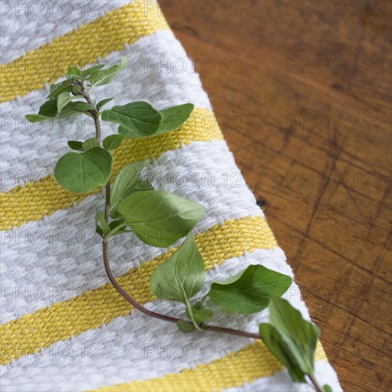 Oregano on table.