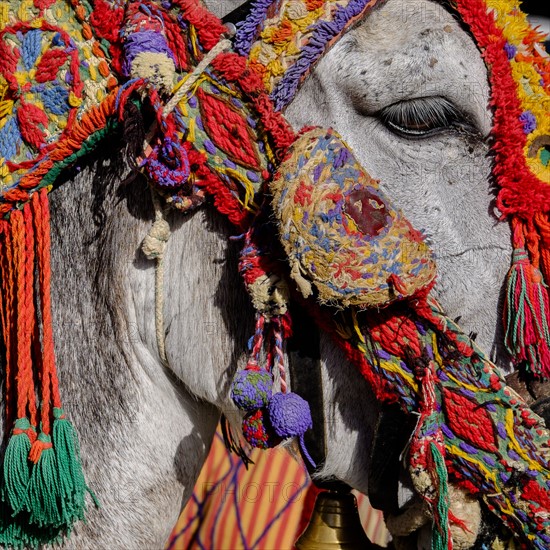 Close up of colorful harness on donkeys head. Mijas, Spain.