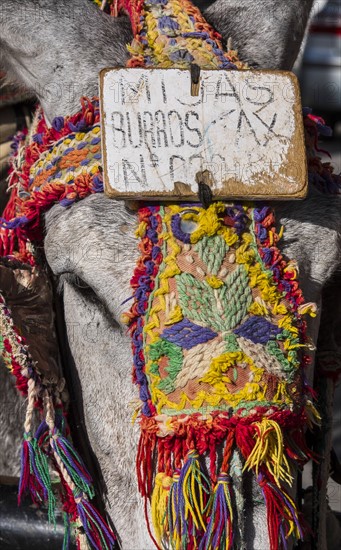 Close up of colorful harness on donkeys head. Mijas, Spain.