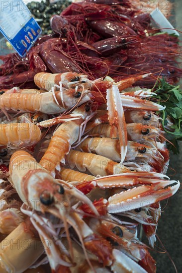 Close up of langoustines. Cadiz, Spain.