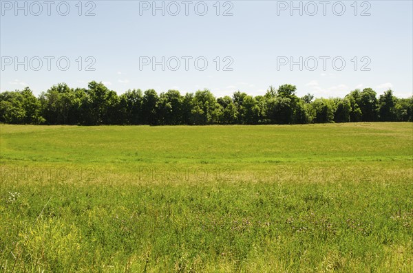 View of meadow