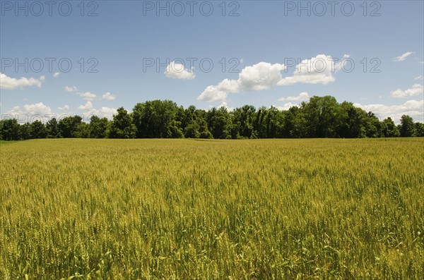 View of meadow