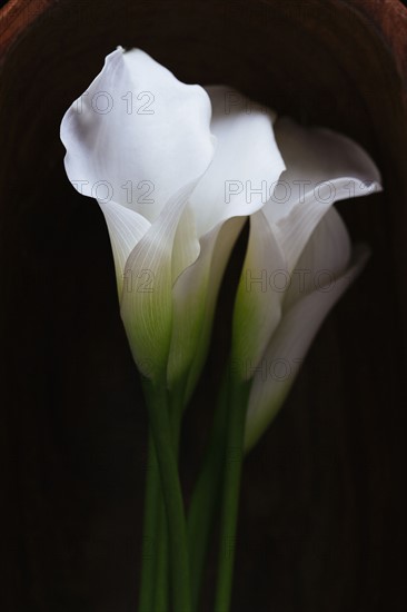 Studio shot of Calla Lily