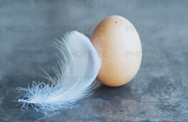 Studio shot of white feather and animal egg