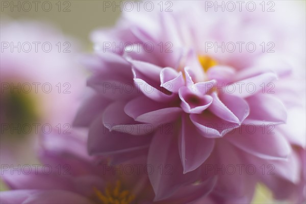 Studio shot of pink dahlia in selective focus